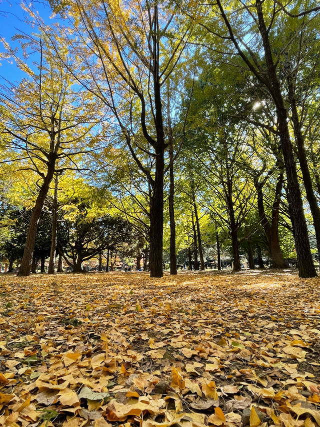 Embrace the autumn leaves in yoyogi park