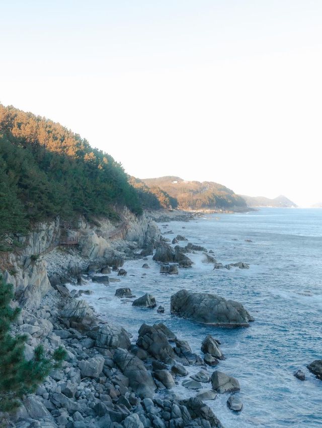 겨울 바다는 영덕으로🌊🌊 여행코스 모음집