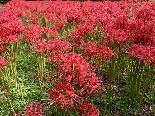 The largest park in Tokyo
