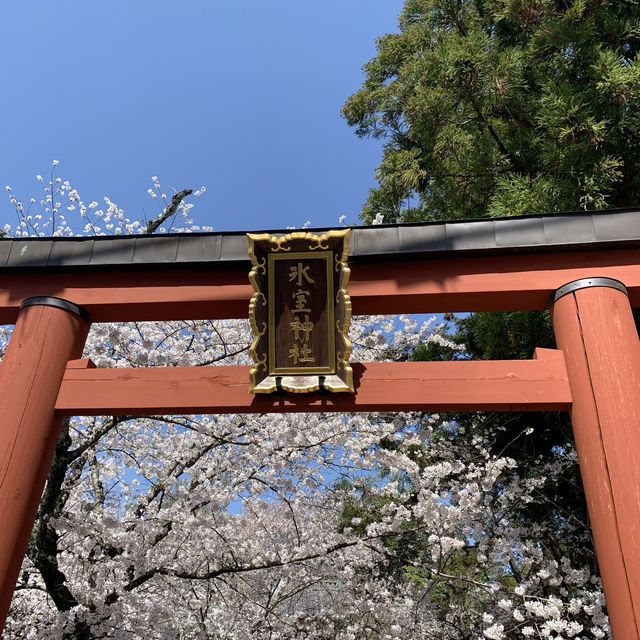 日本奈良鹿 東大寺