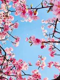【絶景】菜の花×河津桜のコントラストが美しい🌸まつだ桜まつり