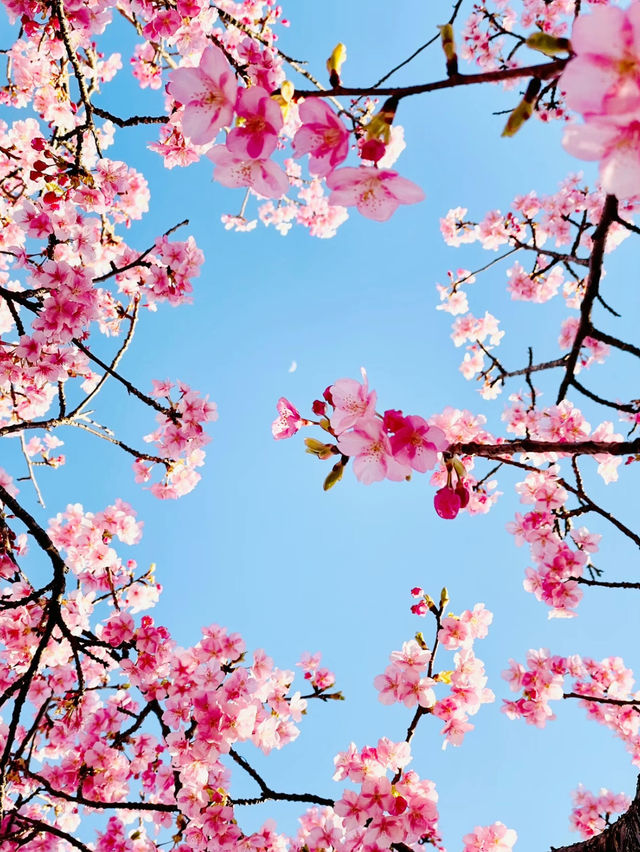 【絶景】菜の花×河津桜のコントラストが美しい🌸まつだ桜まつり