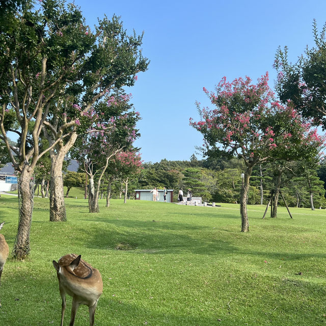 일본 오사카 여행, 사슴의 동네 나라 도다이지 어떠세요?