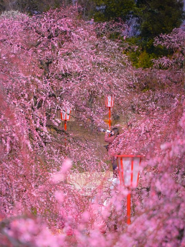 全国でも最高クラスの梅堪能エリア🌸