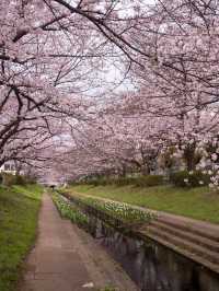 【春の横浜もおすすめ！✨】神奈川県で見れるおすすめの桜スポット！🌸