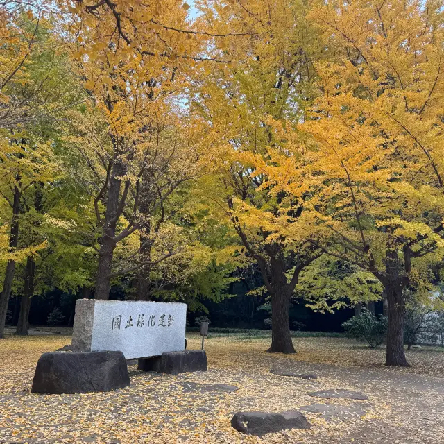 【情人節】日本東京代代木公園，浪漫約會好去處