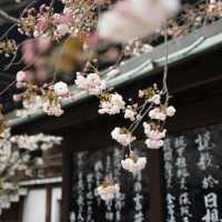 Japan Riverside Sakura Serenity