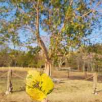 Plum Village ThaiLand - peace insideout