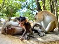 Monkey Trail, Ao Nang