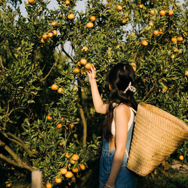 สวนส้มจินจู (Jinju The Orange Farm) 