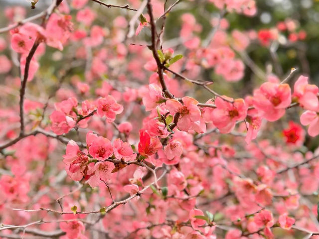 CHERRY BLOSSOM IN TAIWAN 🌸