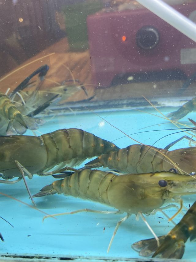 荃灣流水蝦放題 大嘆海鮮串燒大餐@蝦蝦燒