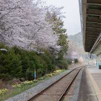 보성 벚꽃 명소 득량역