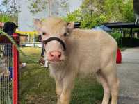 Family Park Pattaya Sheep Farm