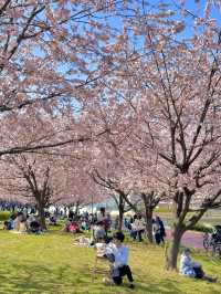 東京寶藏賞櫻地點大公開！