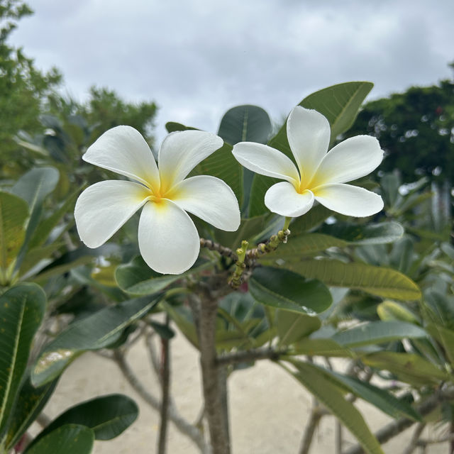 보홀 발리카삭 & 아이솔라 🏝️