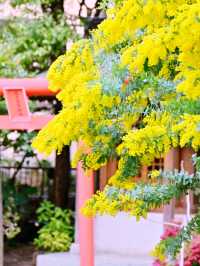 【東京】早咲き河津桜とミモザのコラボが見れる場所