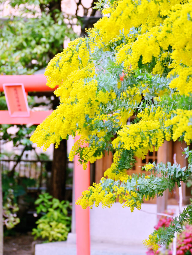 【東京】早咲き河津桜とミモザのコラボが見れる場所