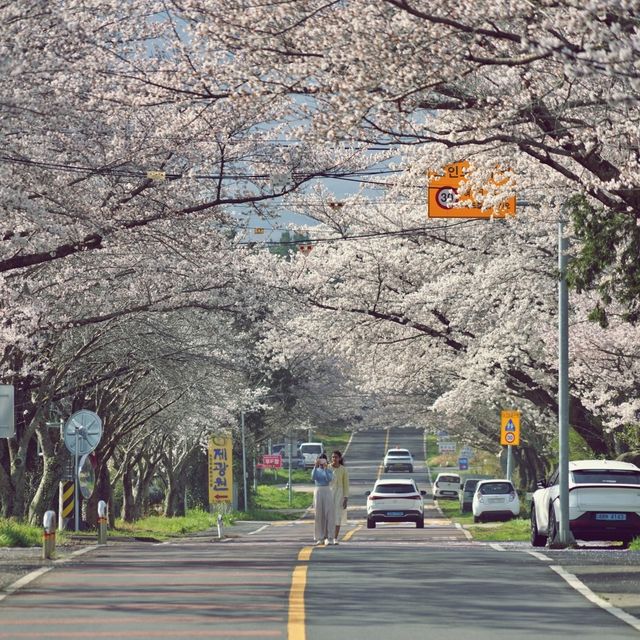 🌸 비밀의 벚꽃 길, 오라골프장입구에서의 봄날 산책