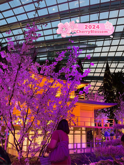 Viewing Sakura 2024 Under The Moon 🌸 | Trip.com Singapore