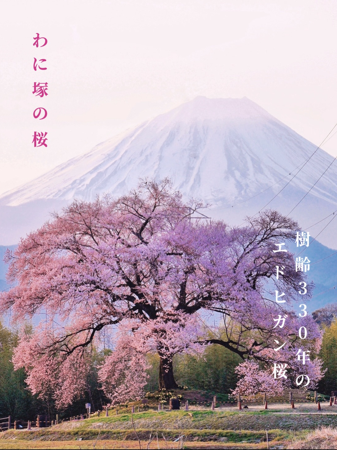 圧巻のわに塚の一本桜🌸×富士山🏔 | Trip.com 韮崎