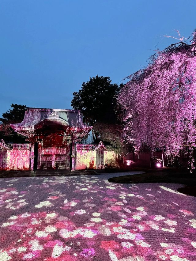 【京都】枝垂れ桜とプロディクションマッピングが同時に見れる庭園