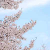 사울숲 벚꽃 실시간