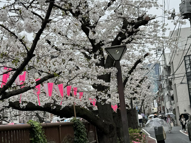 CoStudio | 中目黒 - 桜の美しさ🌸✨
