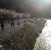 벚꽃여행은 오사카 교토로 가요~~^^ 🌸
