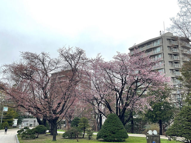 【札幌】中島公園：🌸櫻花盛開，春天舒適寧靜