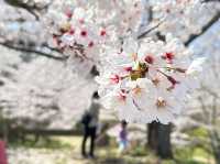 🌸【日本宮城縣】🌸白石川堤櫻花隧道，攝影愛好者和櫻花愛好者的天堂