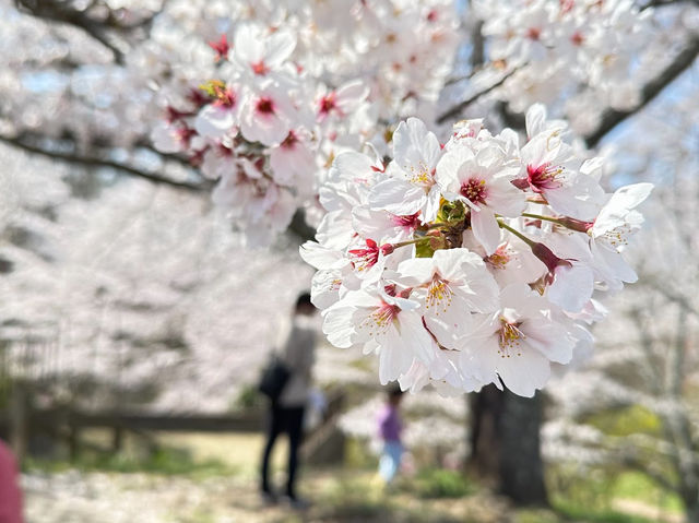 🌸【日本宮城縣】🌸白石川堤櫻花隧道，攝影愛好者和櫻花愛好者的天堂