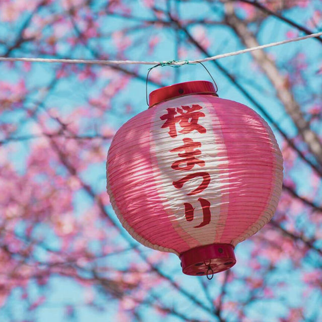 🎏Sakura Iwakura Festival🎏