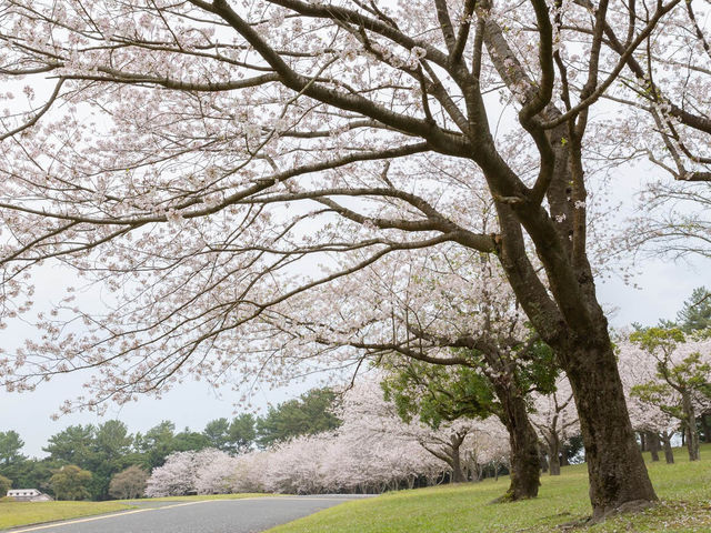 【鹿兒島】吉野公園：賞櫻，情侶和獨自一人