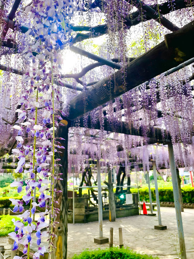 【箭弓稲荷神社/埼玉県】格式ある神社のぼたん園