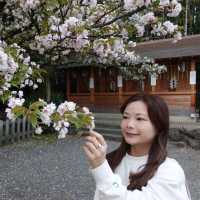 「京都平野神社」初次追櫻之旅，下年再來日本看櫻花！