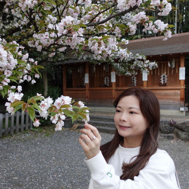 「京都平野神社」初次追櫻之旅，下年再來日本看櫻花！