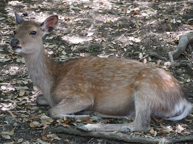 【奈良公園】鹿迎新春，適合春天遊覽