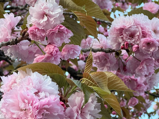 幸手権現堂桜堤の桜