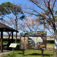 Samnak Ecological Park จุดชมซากุระสวยในปูซาน