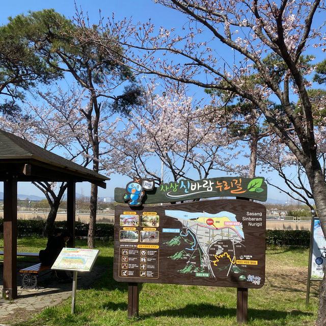 Samnak Ecological Park จุดชมซากุระสวยในปูซาน