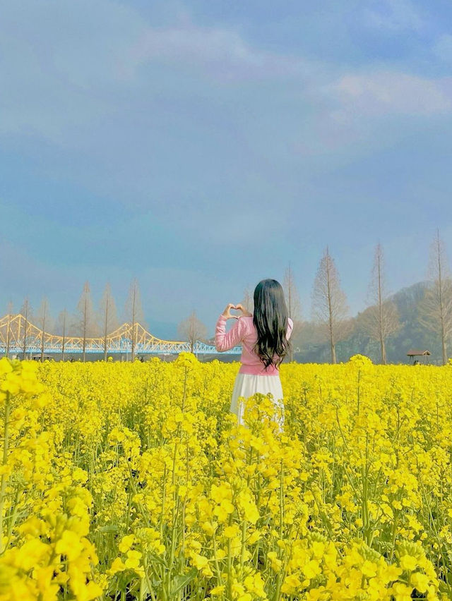 유채꽃 1티어 창녕 남지로 오세요>.<💛
