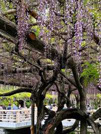 東京龜戶天神社