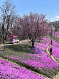 北海道最推薦的芝櫻公園💐