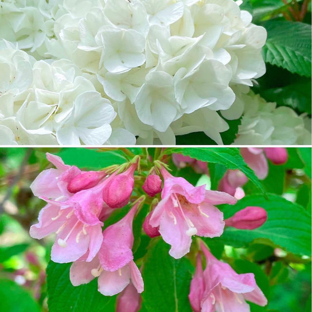 【福岡観光】藤の花のアーチが圧巻