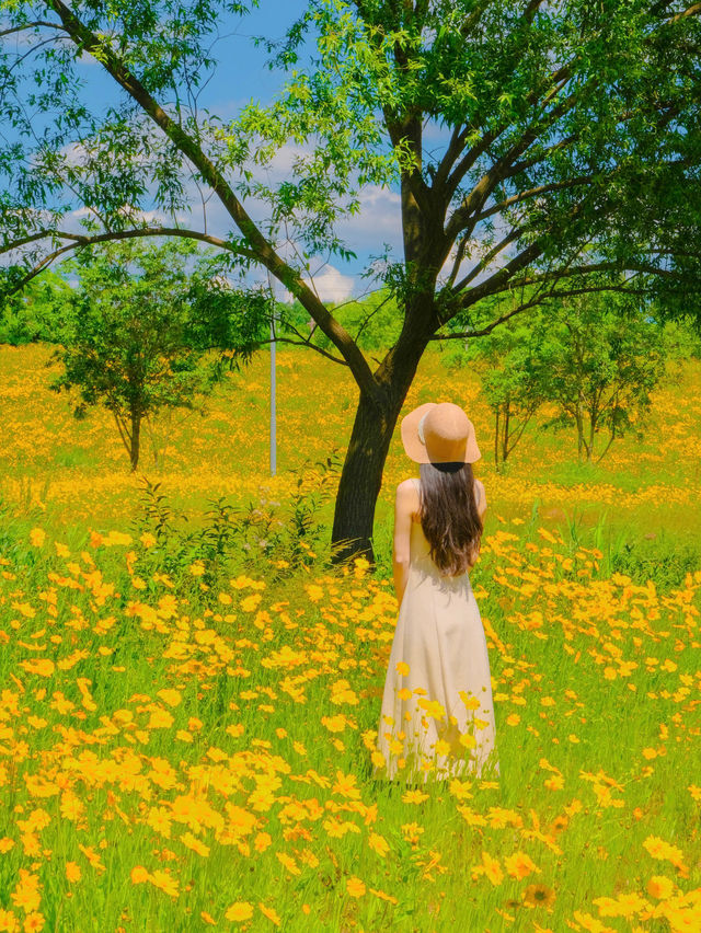 이번 주말, 금계화 막차타러 갈 사람?!!🌼🧡