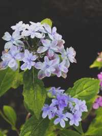 【鎌倉/長谷寺】高台から見る海と紫陽花は天国のよう