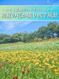 【静岡】期間限定開園‼️ゆりと紫陽花をセット堪能できるスポットを紹介🔍※豪華なフォトコン情報付き