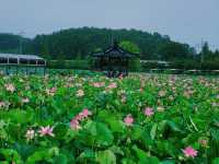 Haman Lotus Theme Park 함안 연꽃테마파크