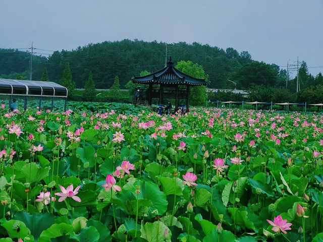 Haman Lotus Theme Park 함안 연꽃테마파크